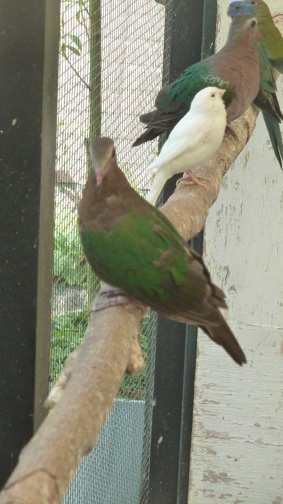 Koppel groenvleugelduiven, Dieren en Toebehoren, Meerdere dieren, Tropenvogel