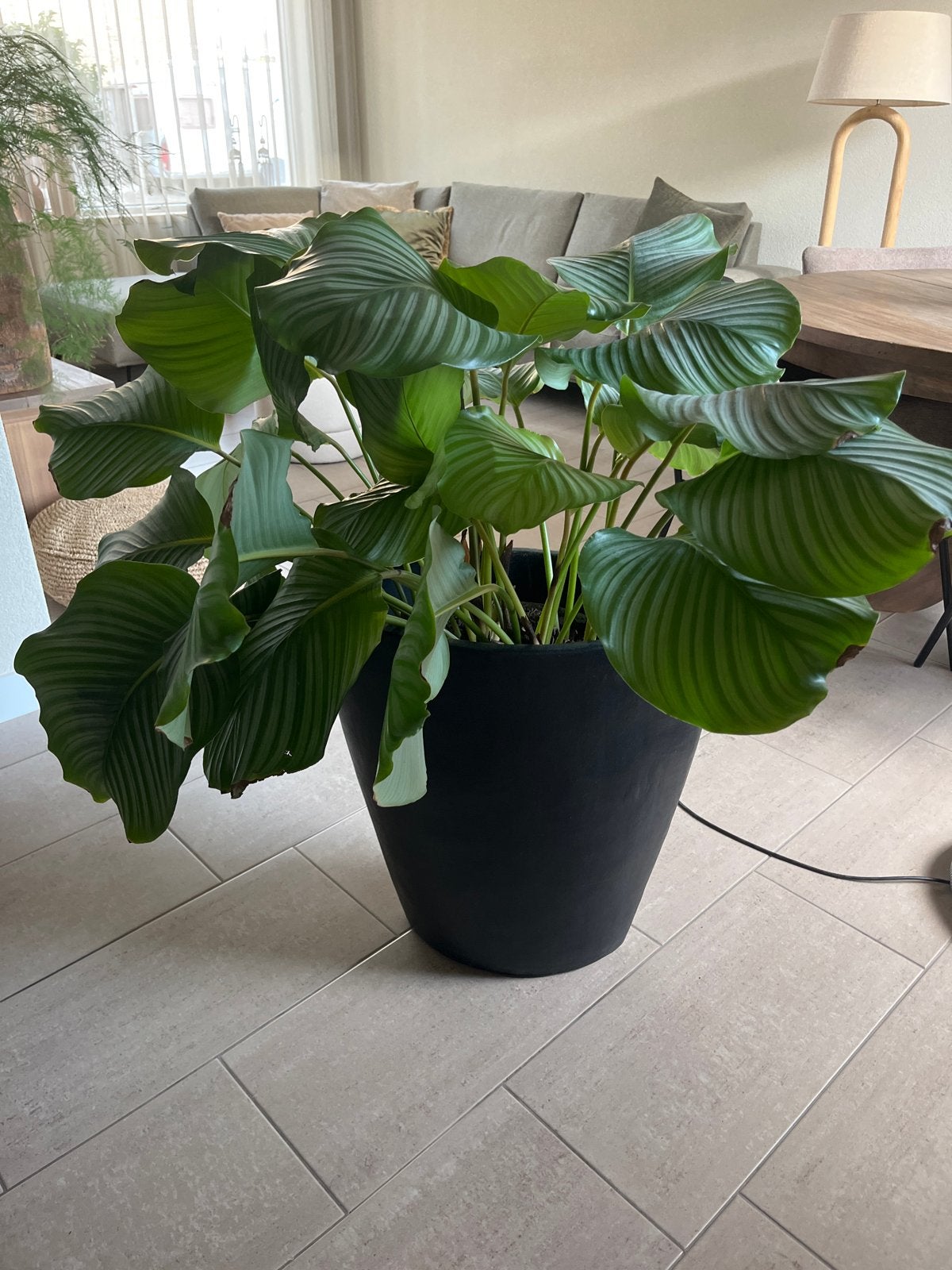 Grote Calathea Orbifolia kamerplant in pot, Ophalen, 100 tot 150 cm, Overige soorten, Halfschaduw