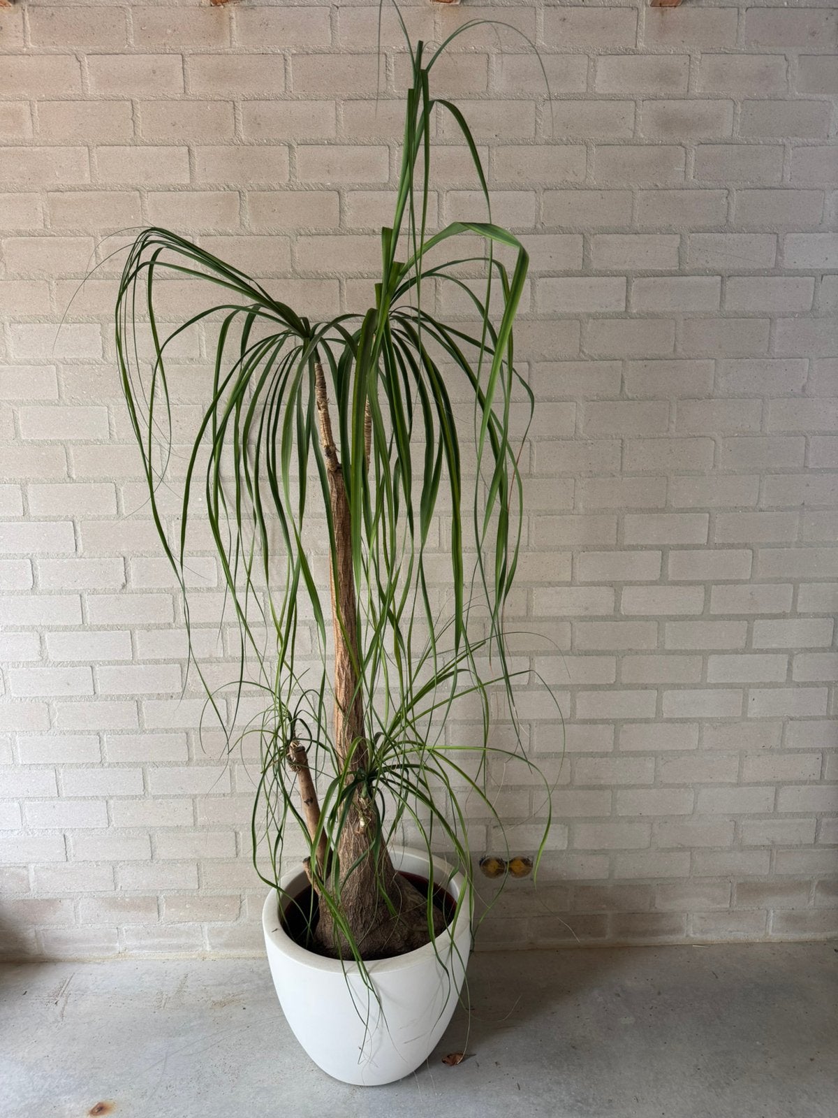 Oliefantspoot, totaal met pot 1,90 mtr, Huis en Inrichting, Ophalen, Halfschaduw, Minder dan 100 cm