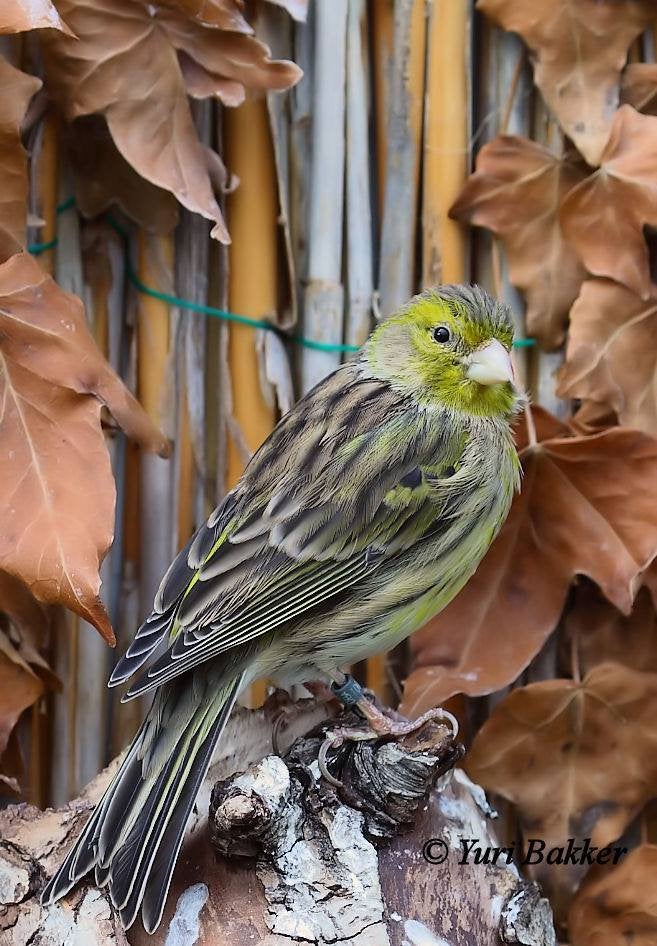 Gezocht 2 pop wilde kanarie Serinus canaria, Vrouwelijk, Wildzangvogel, Geringd