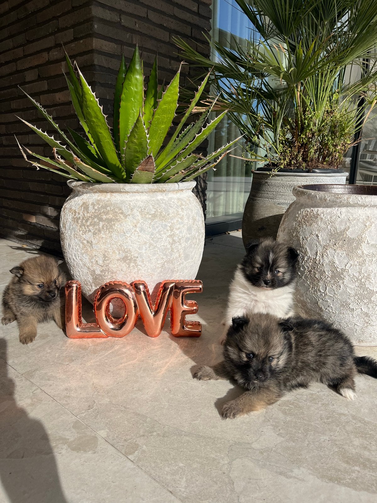 Pomeriaan/dwergkees pups🩷, CDV (hondenziekte), 8 tot 15 weken, Meerdere, Meerdere dieren