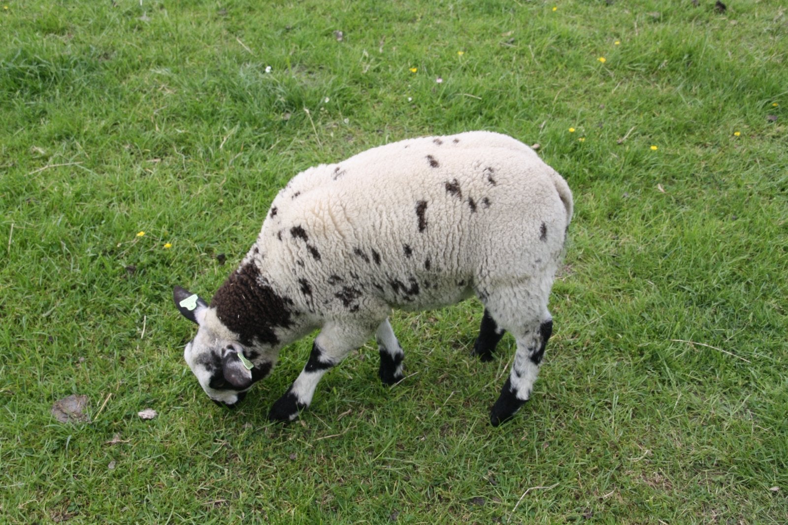 Bonte stamboek ramlam, Dieren en Toebehoren, Mannelijk, Schaap