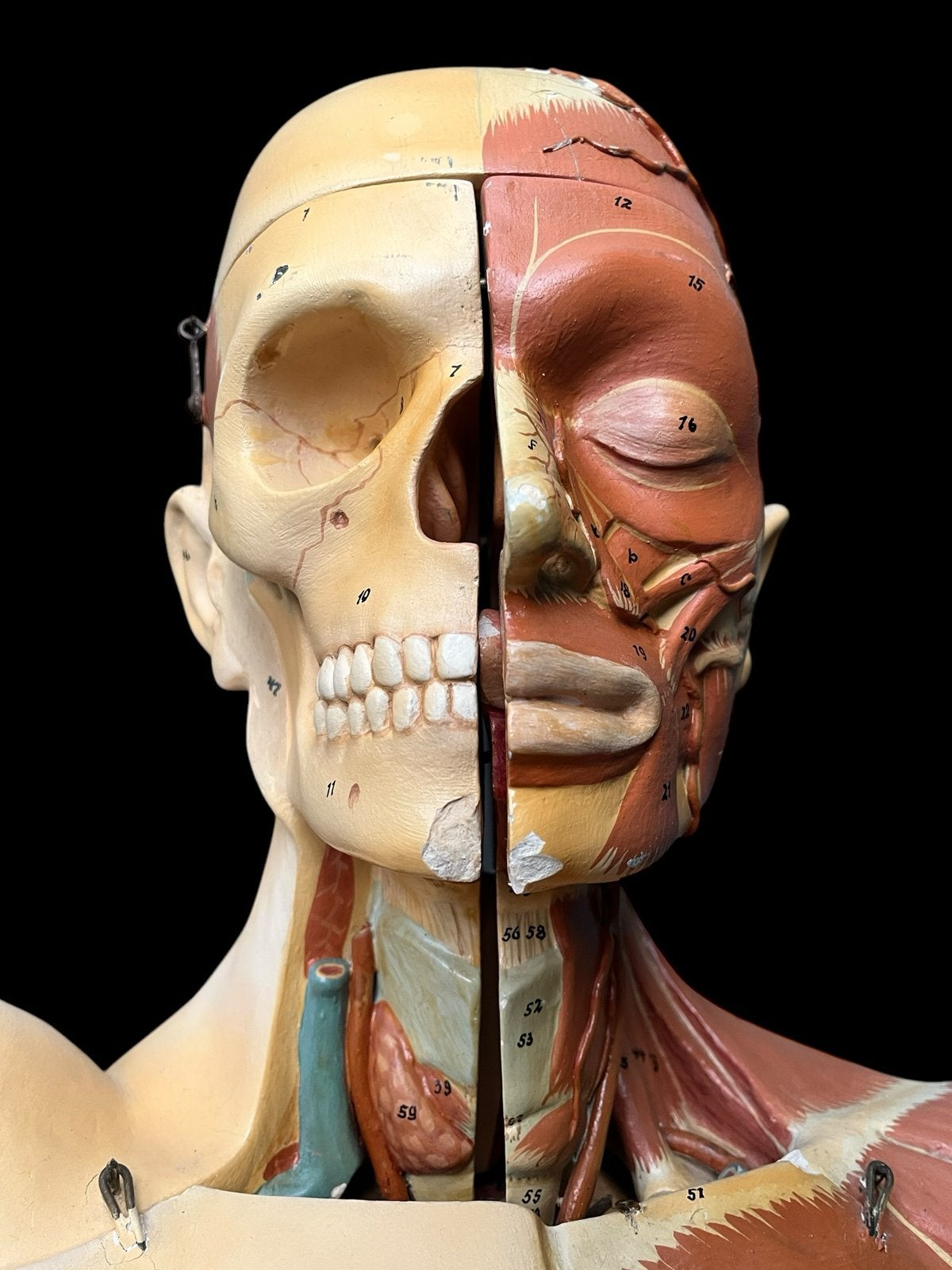 anatomisch somso model menselijk torso - Hart en hersenen, Ophalen, Gebruikt