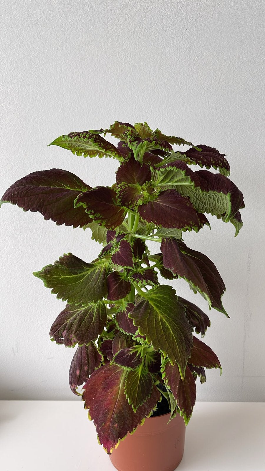 Coleus plant, Ophalen of Verzenden