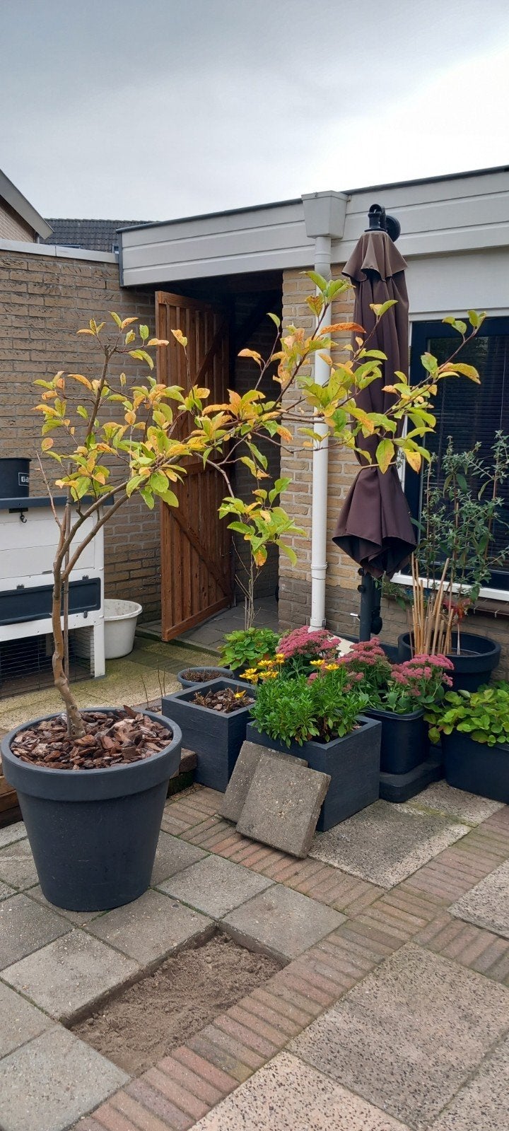 Elstar appelboom (zonder pot), Ophalen, Lente, Volle zon, Appelboom