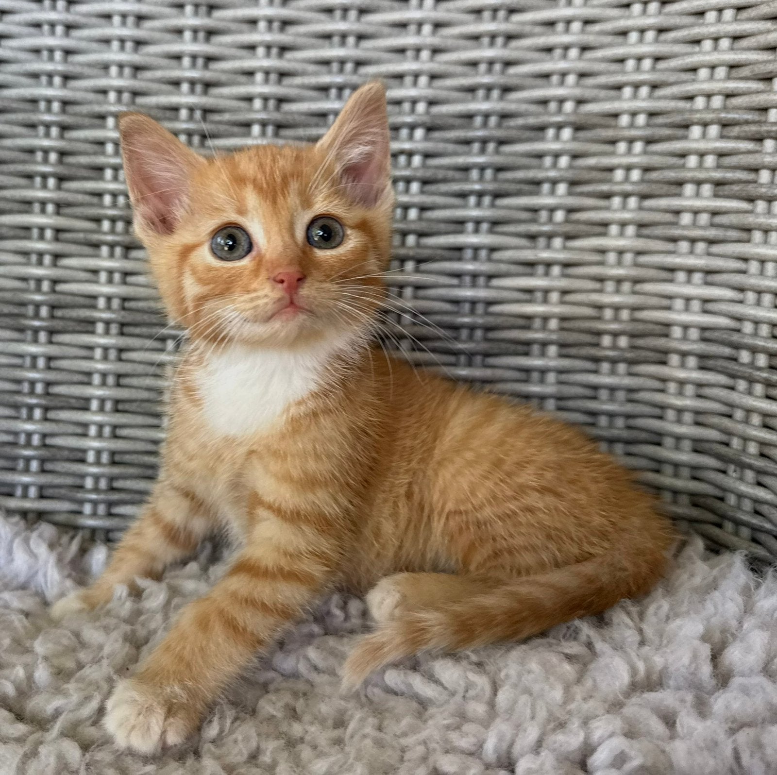 Prachtige kittens, Dieren en Toebehoren, Katten en Kittens | Overige Katten, Kortharig, Meerdere dieren, 0 tot 2 jaar