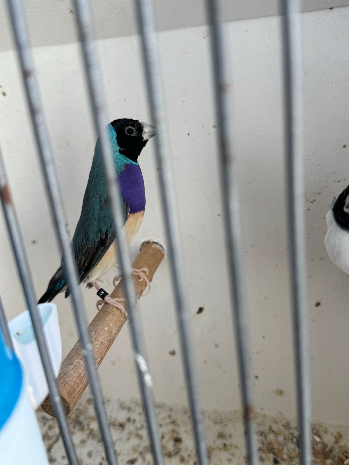 Blauw Gouldamadine koppel, Dieren en Toebehoren, Vogels | Overige Vogels, Meerdere dieren, Geringd