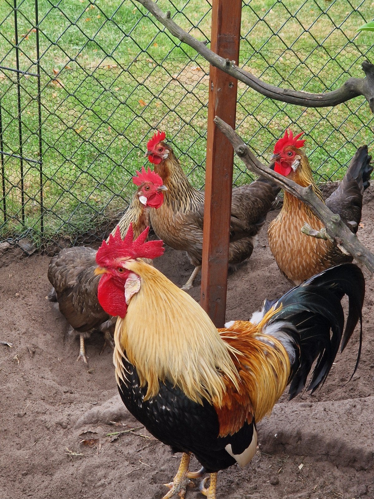 leghorn groot geelpatrijs, Dieren en Toebehoren, Pluimvee, Meerdere dieren, Kip