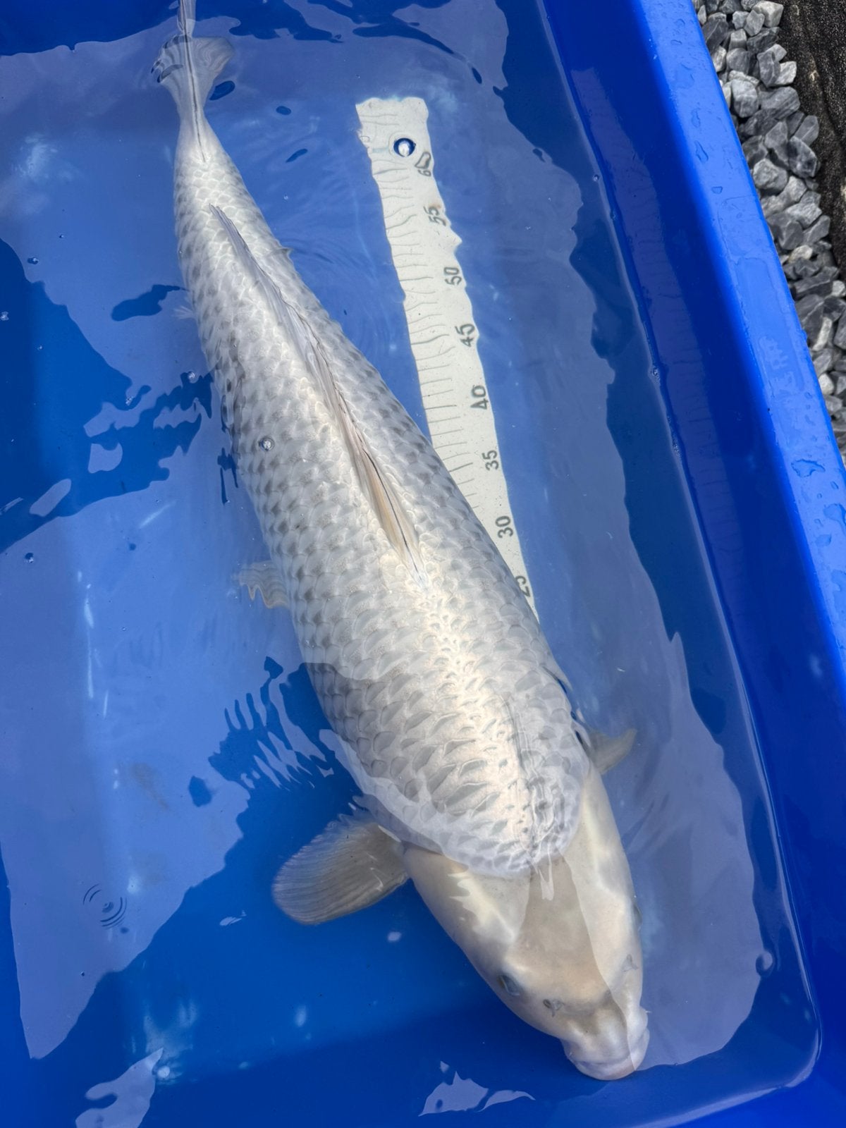 Mooie kabuto 4 jaar, Karper of Koi