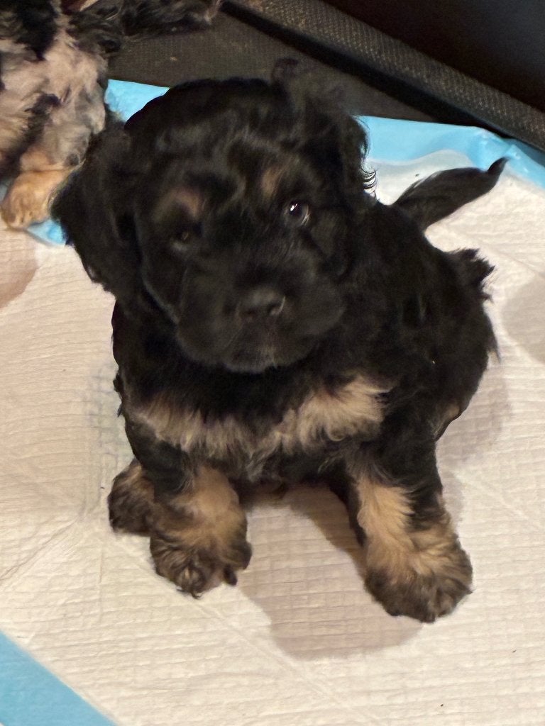 Puppy’s frenchie poo, French boodle, Dieren en Toebehoren, 8 tot 15 weken, Bulldog, Meerdere, Meerdere dieren