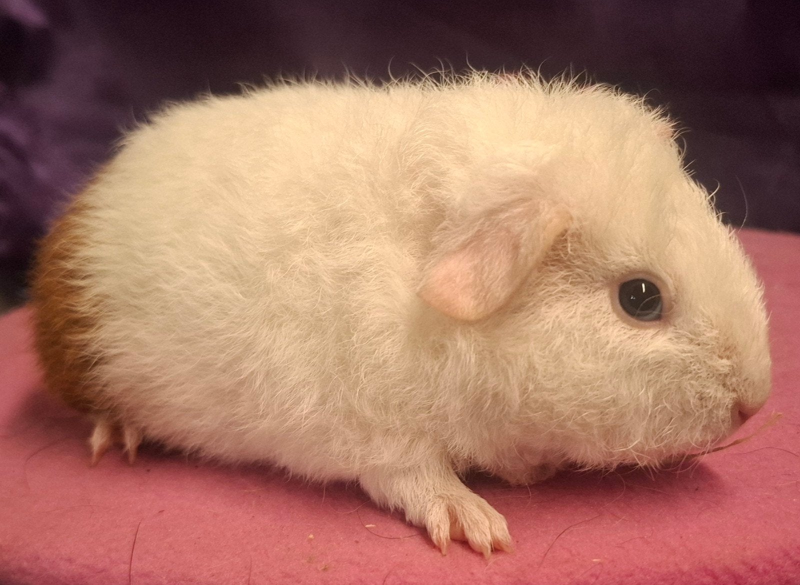 US Teddy cavia zeugjes, Dieren en Toebehoren, Mei, Vrouwelijk, Cavia