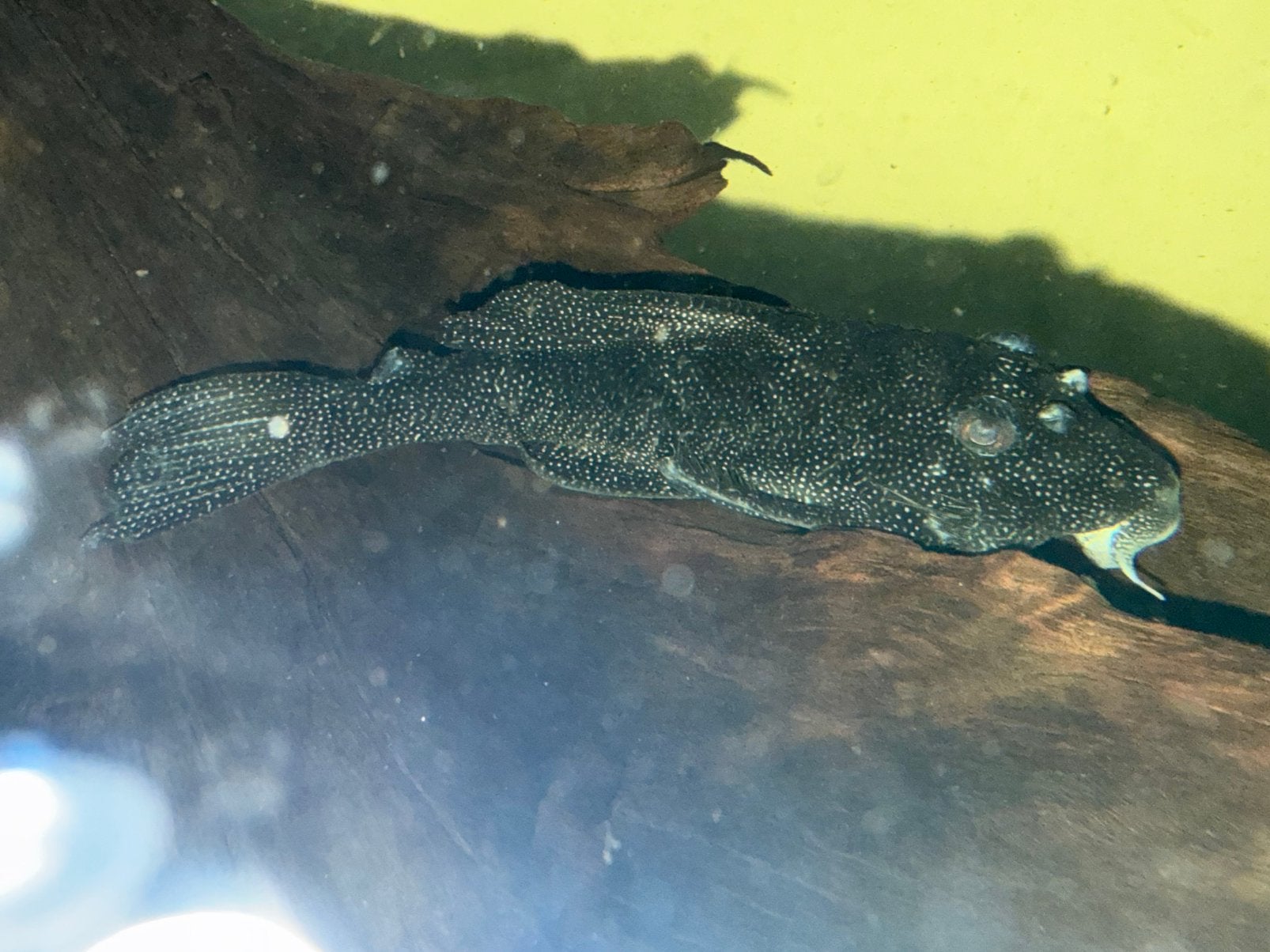 2x L262 pleco, Vis