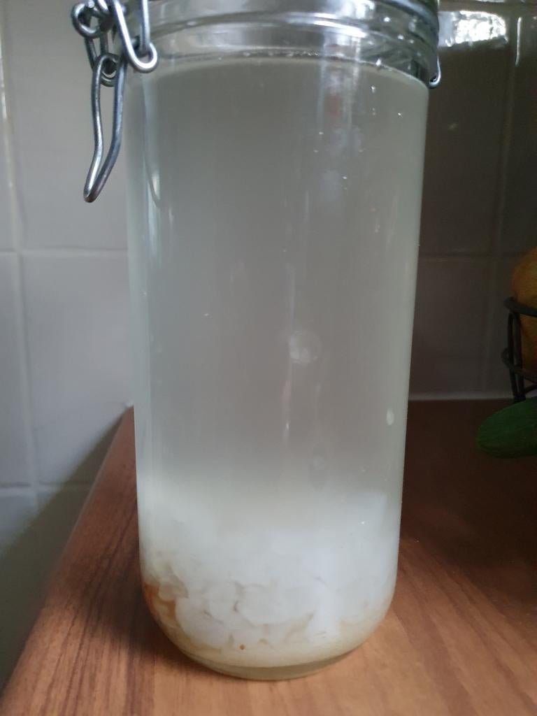 Water kefir korrels, Ophalen