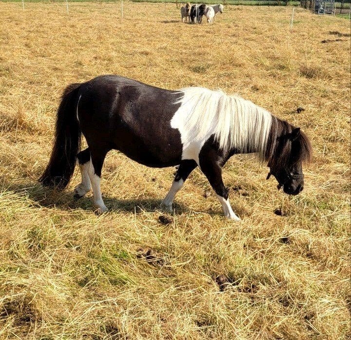 Tekoop mooie stamboek shetlander Merrie, Dieren en Toebehoren, Pony's, Merrie, A pony (tot 1.17m), Met stamboom, 7 tot 10 jaar