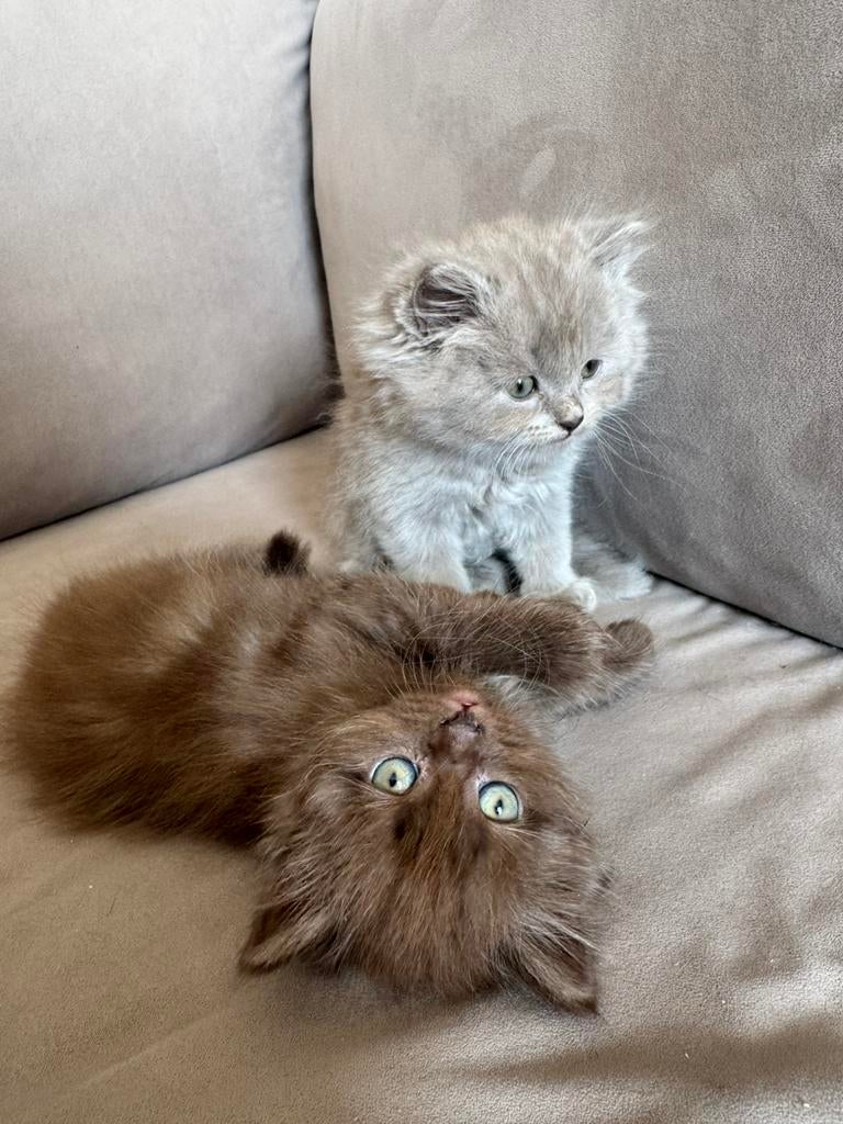 perzische kittens, Dieren en Toebehoren, Katten en Kittens | Raskatten | Langhaar, Meerdere dieren, Ontwormd