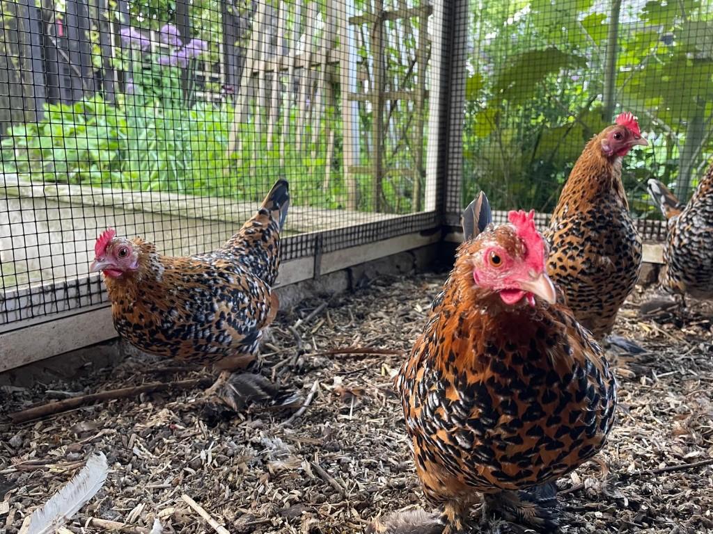 sabelpoot krielen, Dieren en Toebehoren, Pluimvee, Vrouwelijk, Kip