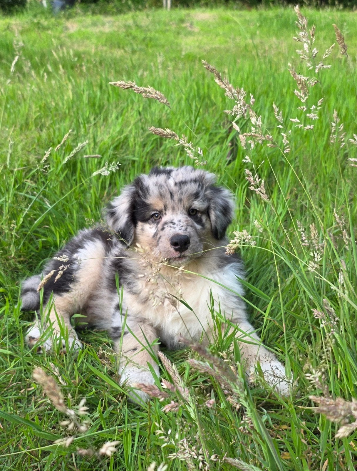 Zorgvuldig gefokte Australian Shepherd pups beschikbaar, Dieren en Toebehoren, Parvo, 8 tot 15 weken, Meerdere, Meerdere dieren