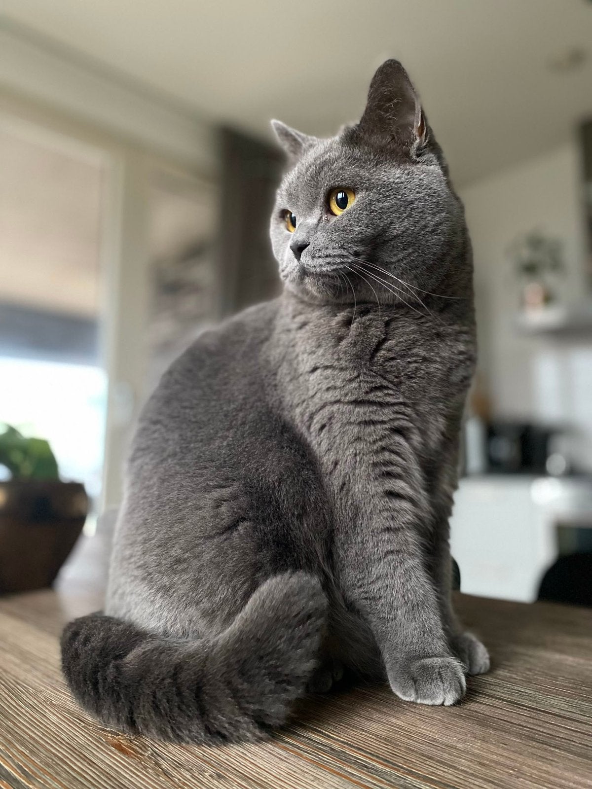 Herplaatsing: britse korthaar en maine coon, Kater, Met stamboom, 3 tot 5 jaar
