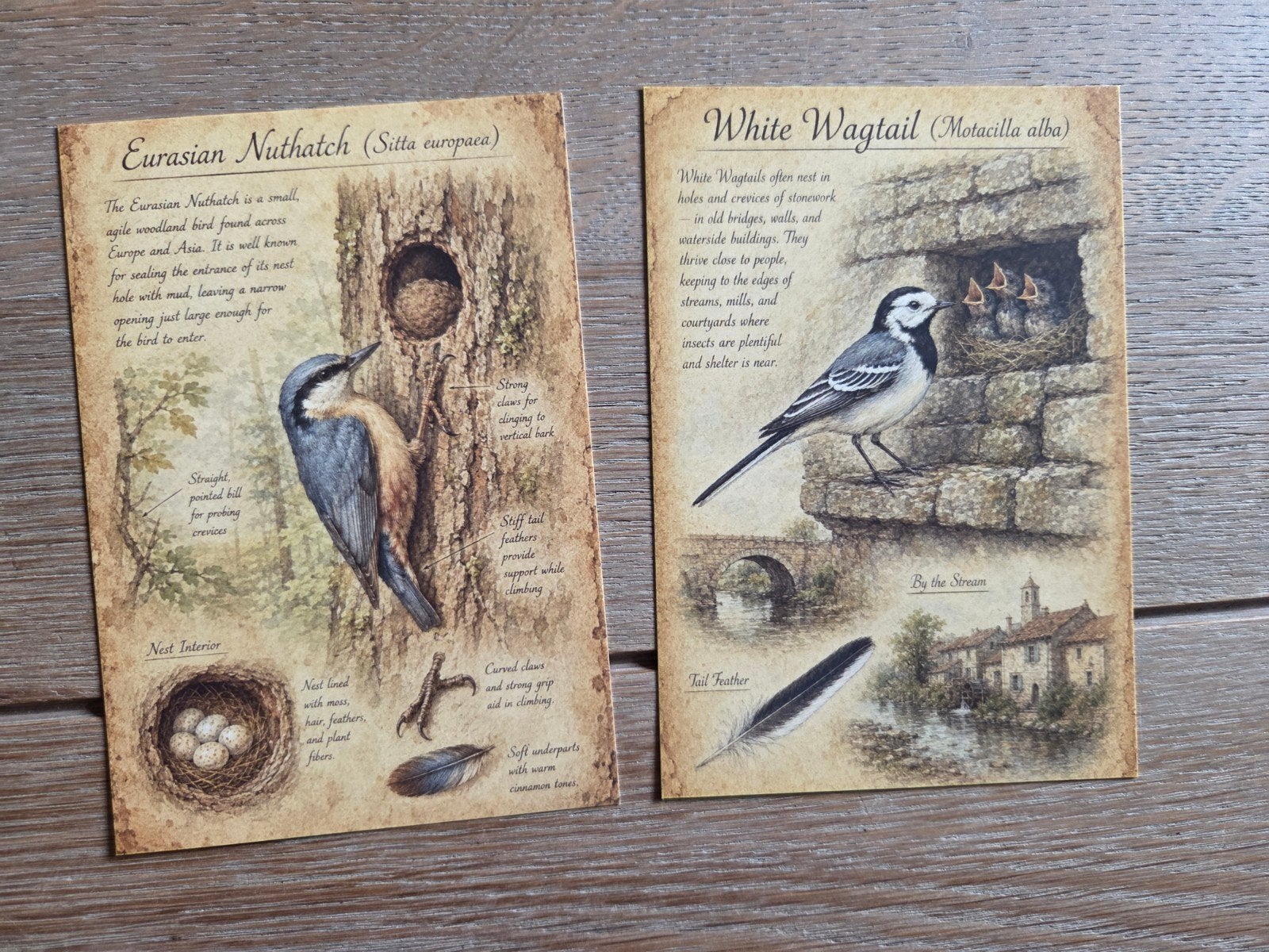 VOGEL MET NEST  , kwikstaart , boomklever, Ophalen, Vogel