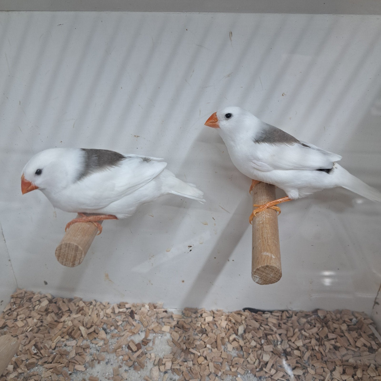 TE KOOP ZEBRAVINKEN  ZIE FOTO,S VAN GOEDE KWALITEIT NOTK, Dieren en Toebehoren, Meerdere dieren