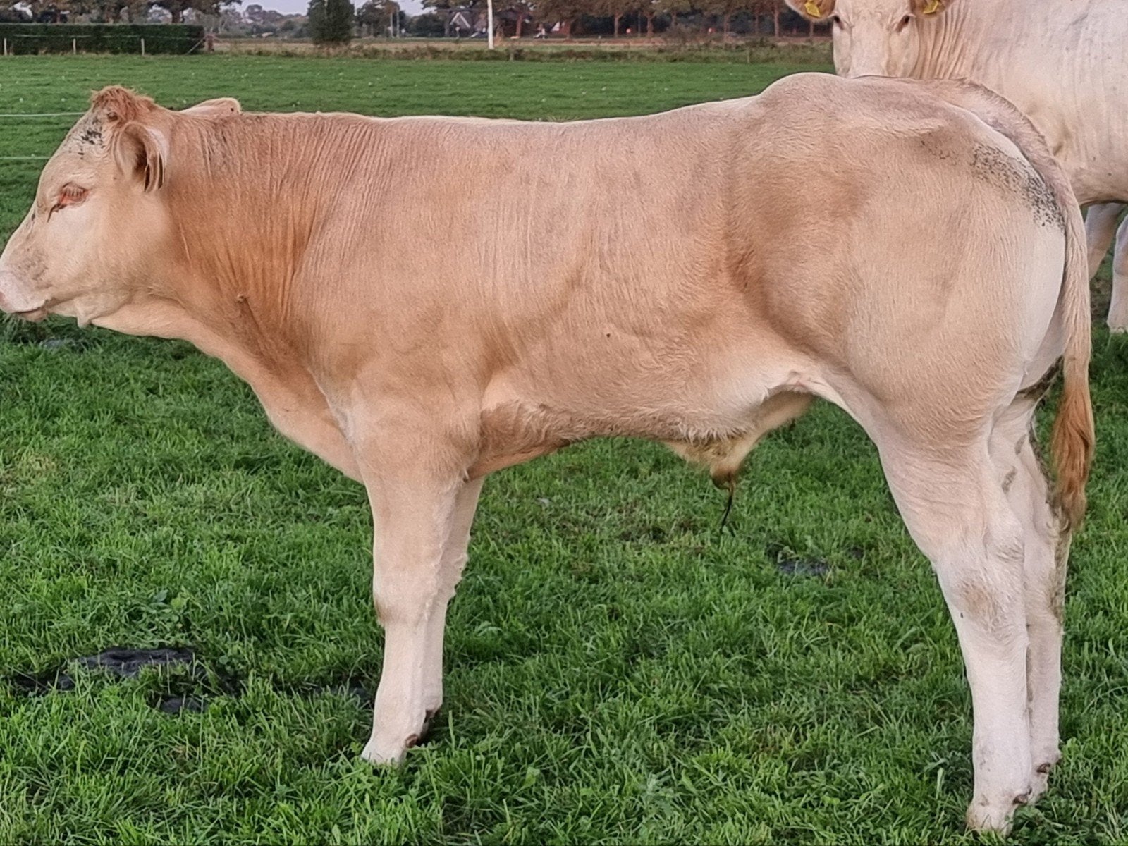 Blonde d'aquitaine stiertjes van keuringskwaliteit, Dieren en Toebehoren, Mannelijk