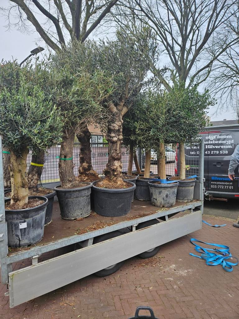 Grote prachtige grillige olijfboom Hojiblanca 240 hoog, Tuin en Terras, Planten | Bomen, Volle zon, Ophalen of Verzenden, 100 tot 250 cm