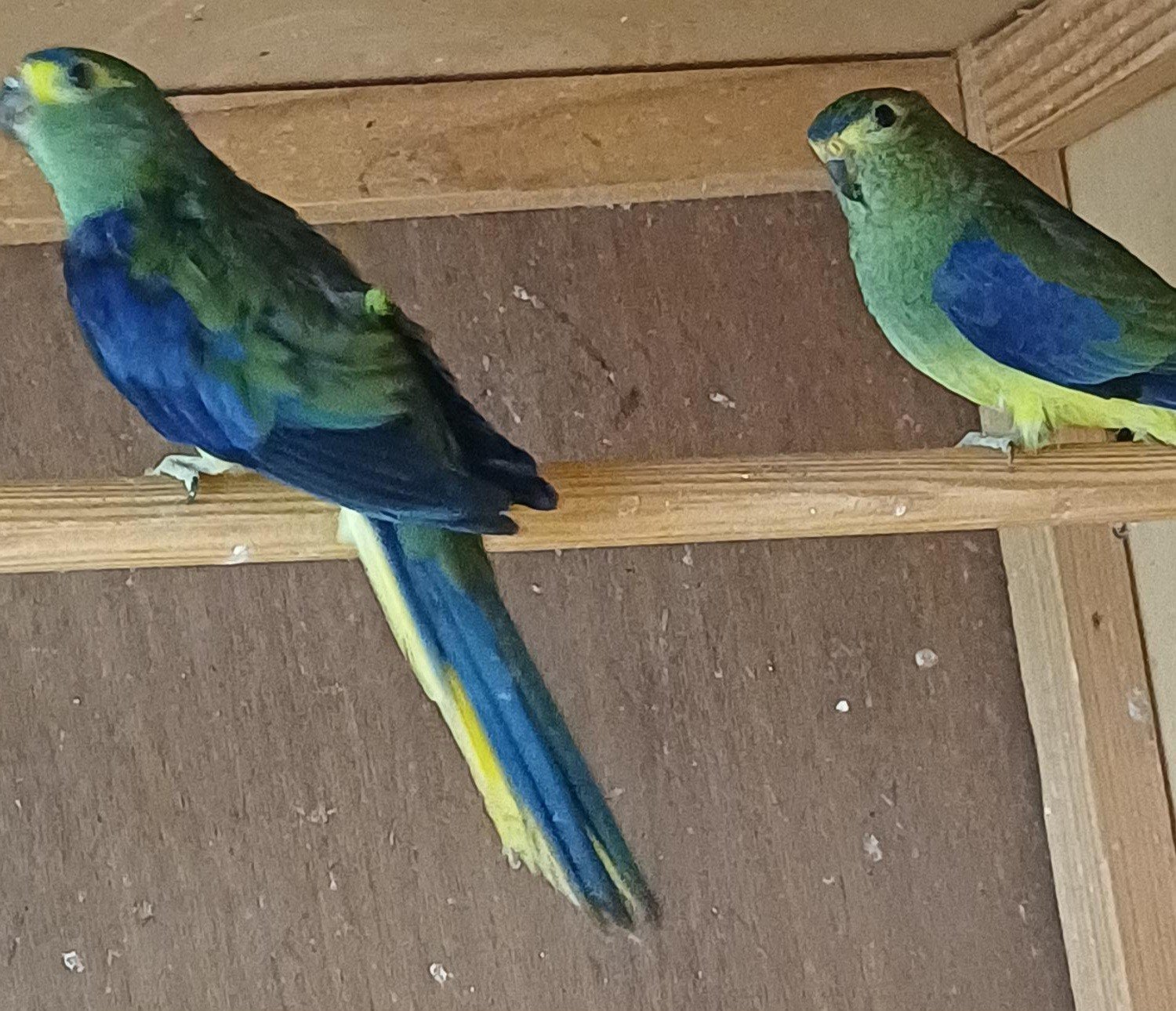Koppel Blauwvleugel parkieten, Dieren en Toebehoren, Vogels | Parkieten en Papegaaien, Meerdere dieren, Parkiet
