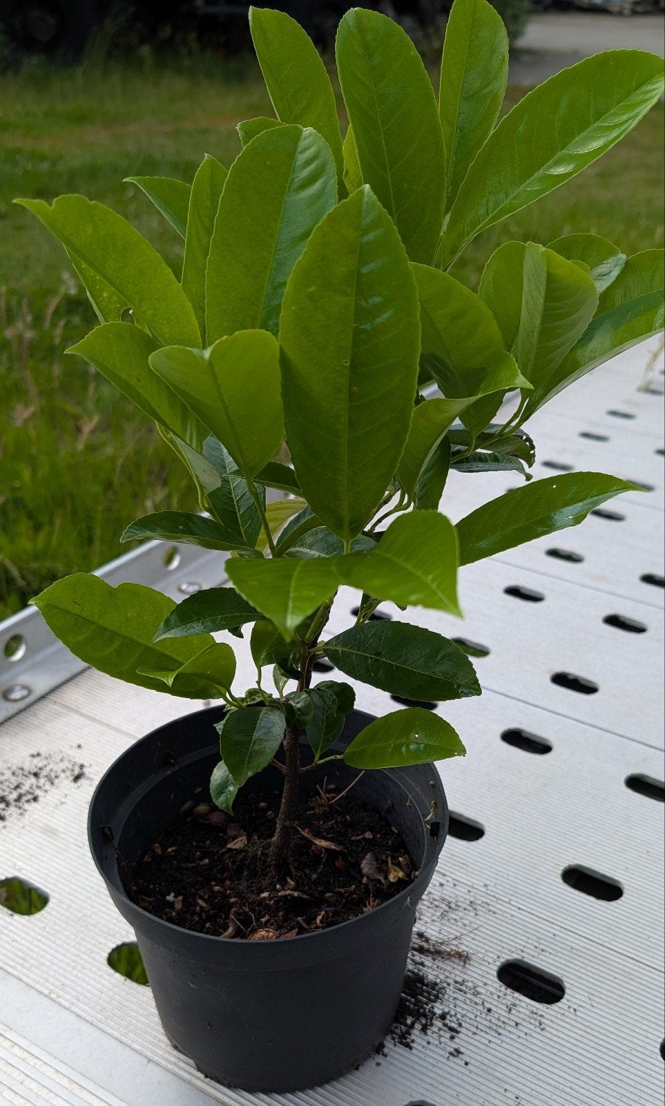 Laurier in pot, Ophalen, Overige soorten, Halfschaduw