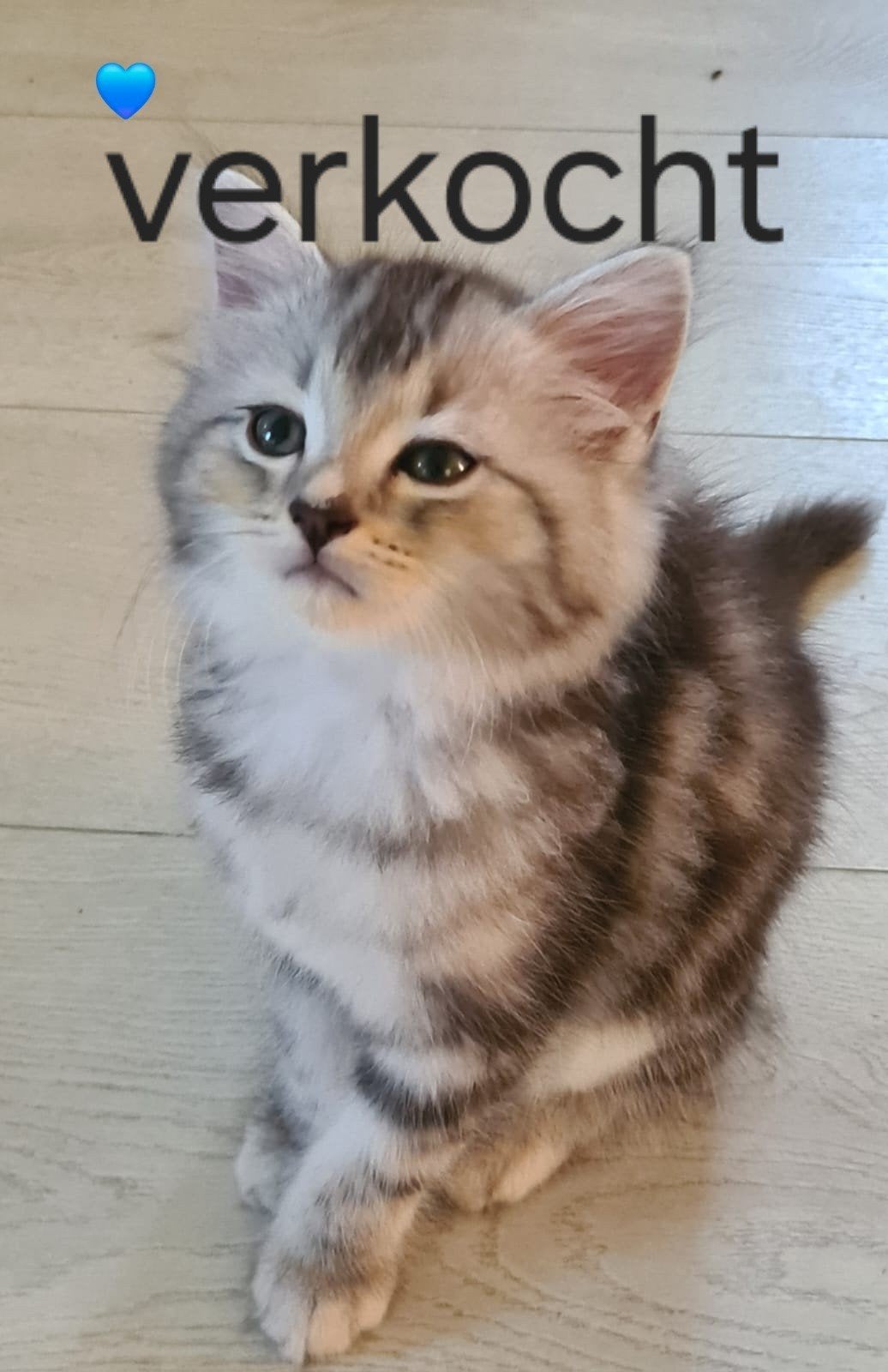Ragdoll x kittens, Meerdere dieren