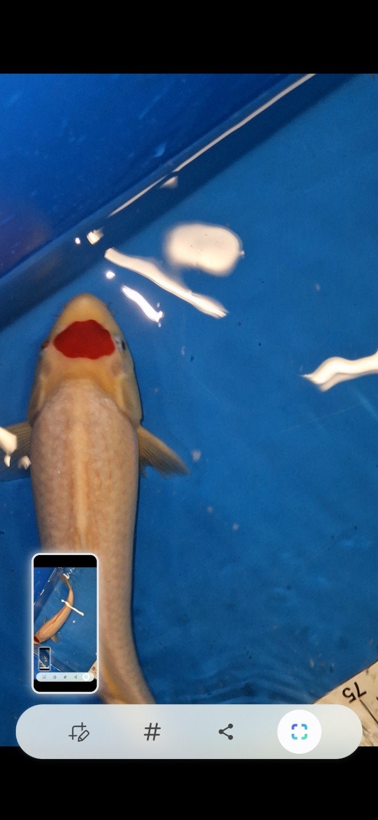 tancho, Karper of Koi