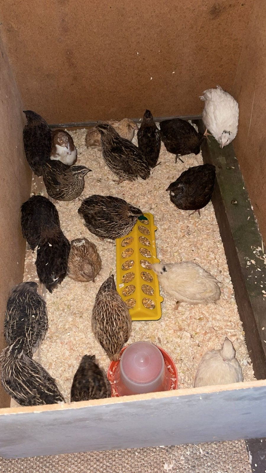 Kwartels, Dieren en Toebehoren, Pluimvee, Overige soorten, Meerdere dieren