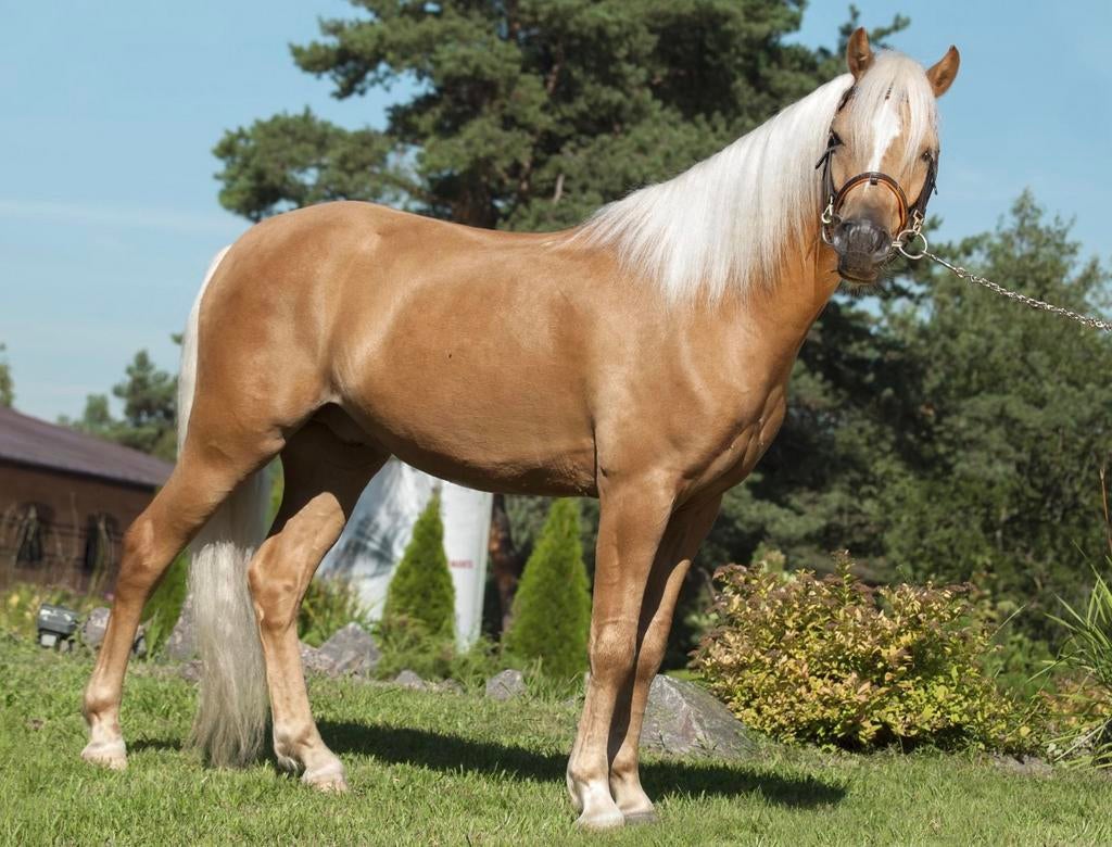 GEZOCHT super knappe welsh pony,s, Meerdere dieren, C pony (1.27m tot 1.37m), 3 tot 6 jaar