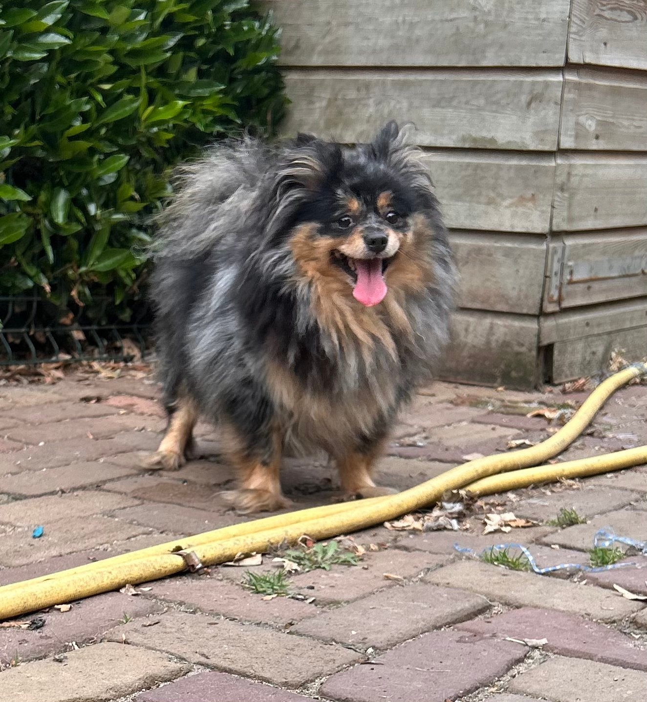 Teddy, dwergkees teefje 4 jaar, Dieren en Toebehoren, Honden | Poolhonden, Keeshonden en Oertypen, Parvo, Keeshond, Teef, Eén hond