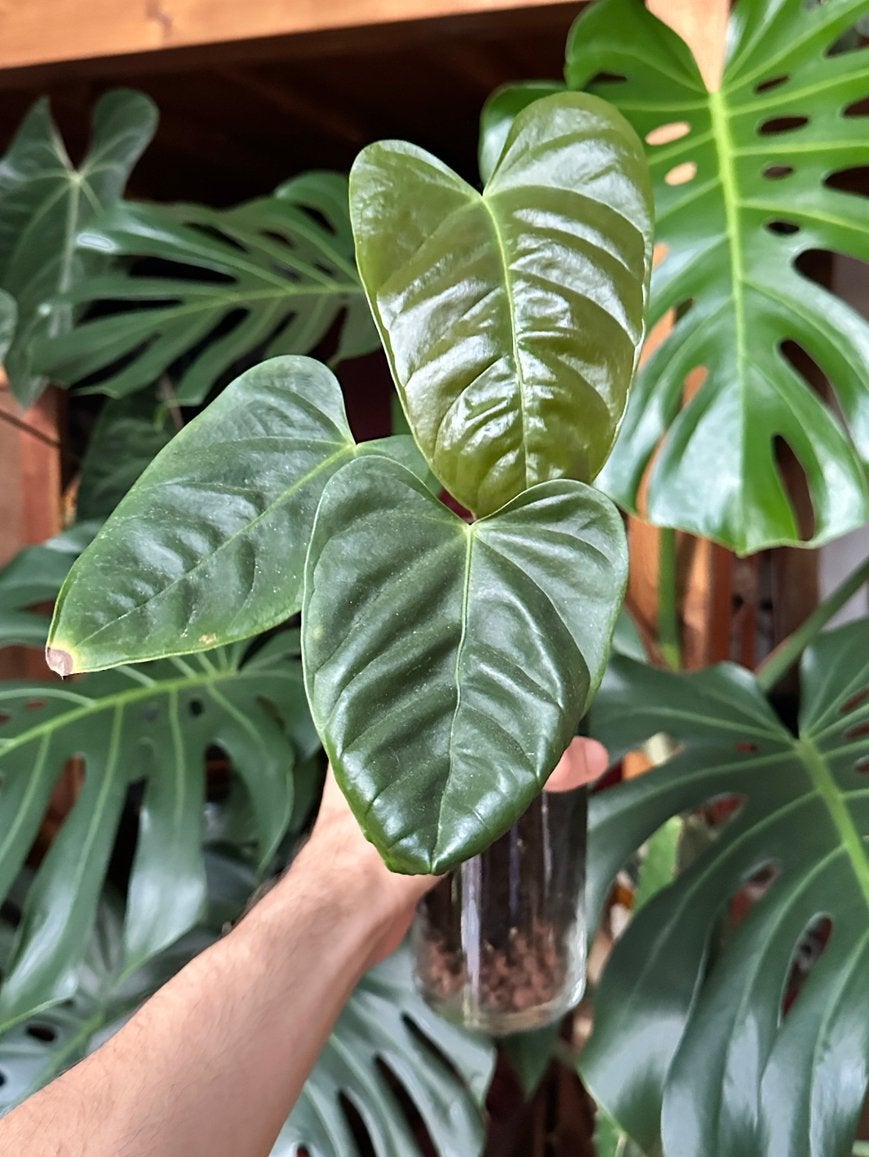 Anthurium recavum, Ophalen, Halfschaduw, Minder dan 100 cm
