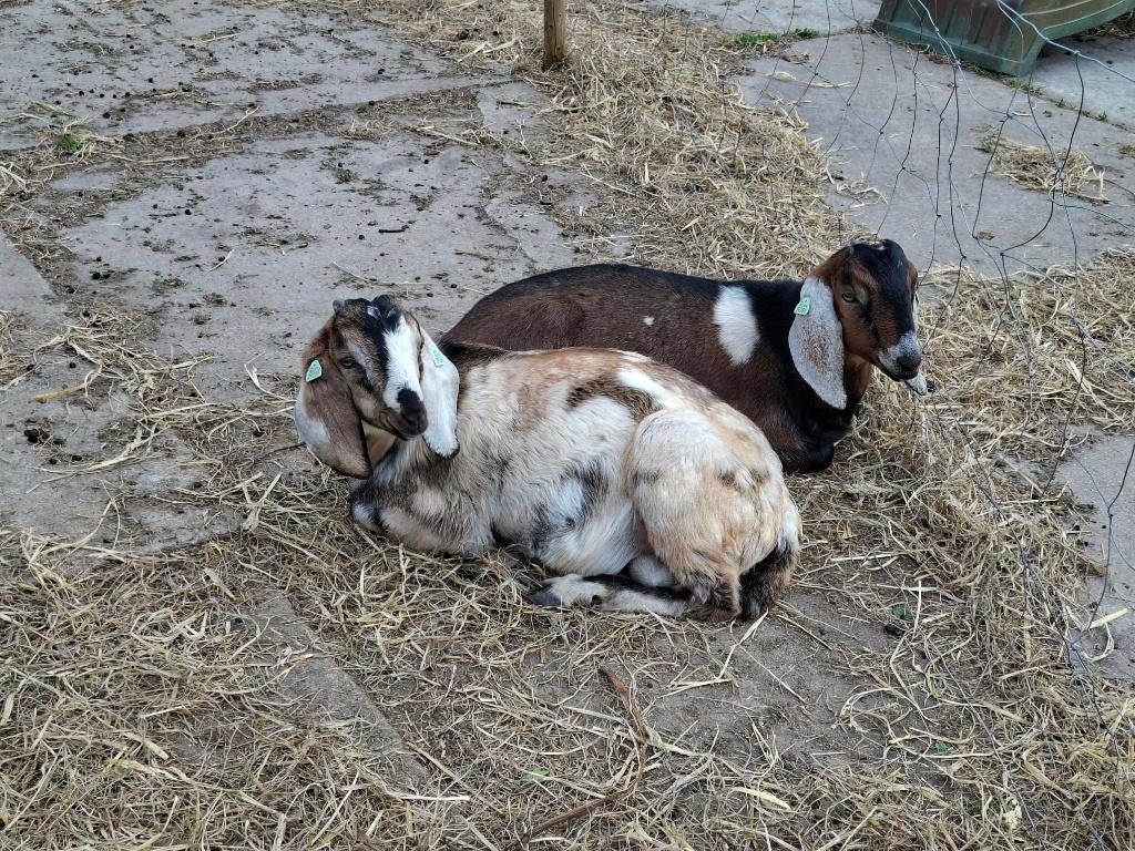Maanvlek nubische bok, Dieren en Toebehoren, Mannelijk, Geit, 0 tot 2 jaar