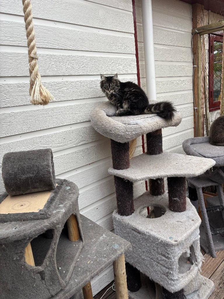 Prachtige Main Coon kittens, Meerdere dieren, Gechipt, 0 tot 2 jaar