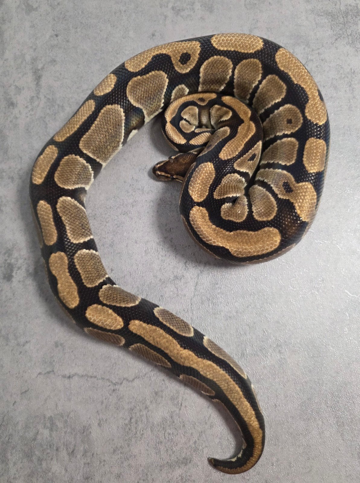 Python regius kweekdames Ball Python photo 4
