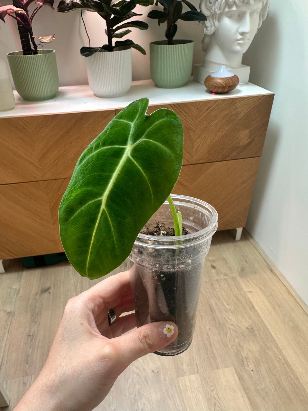 Baby Alocasia Frydek - 5 jonge plantjes beschikbaar, Ophalen of Verzenden