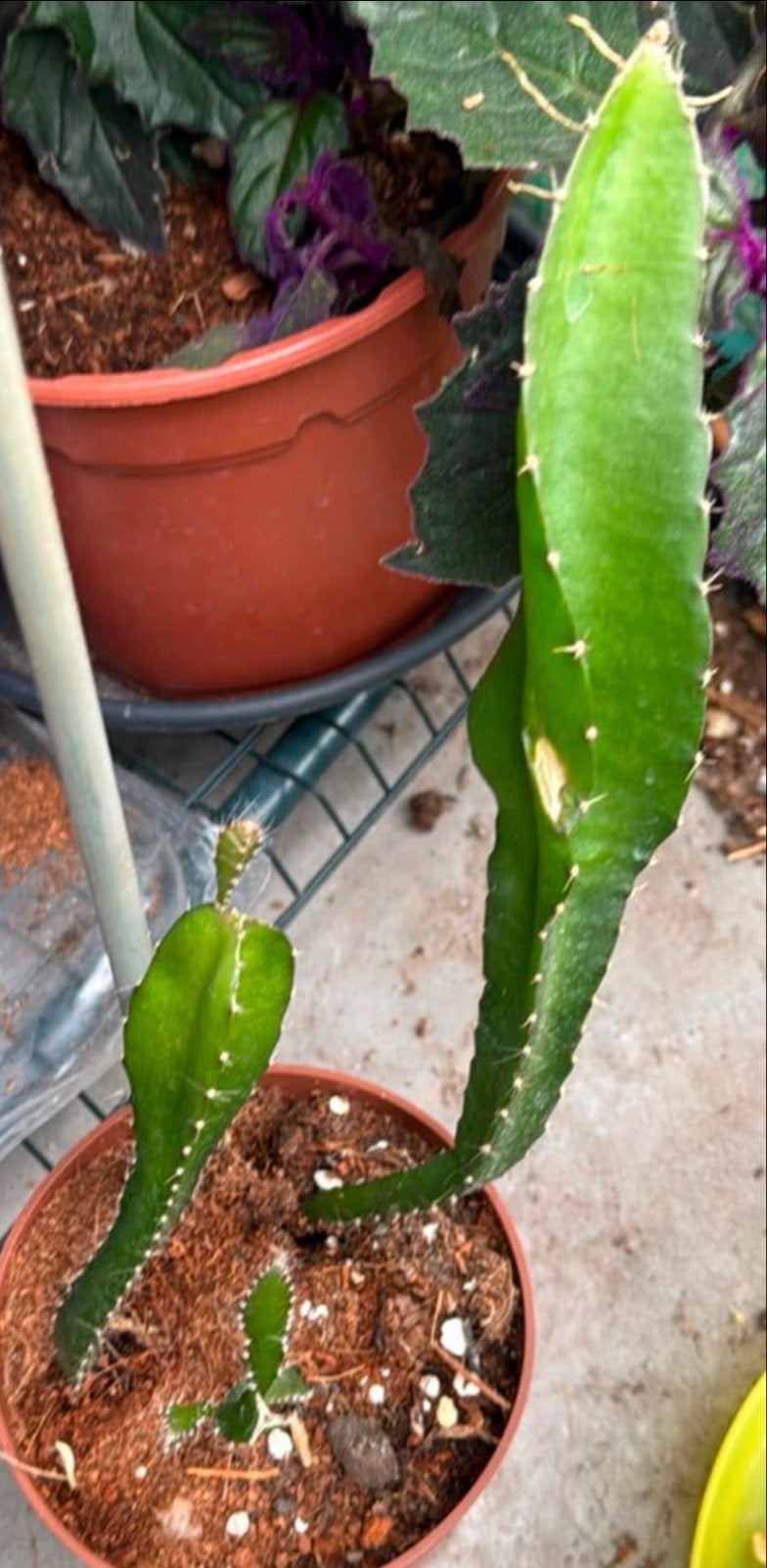 Drakenfruit plantje (Pitaya), Volle zon, Vaste plant, Ophalen of Verzenden, Zomer