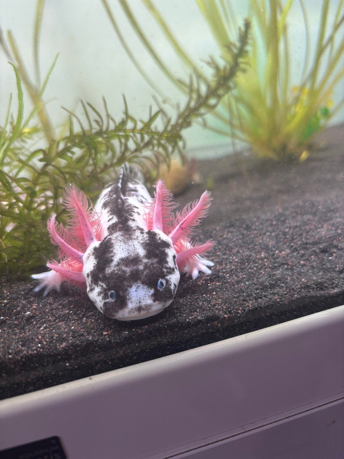 Harlekijn Axolotl, Ophalen, Zo goed als nieuw, Plant(en), Steen of Hout