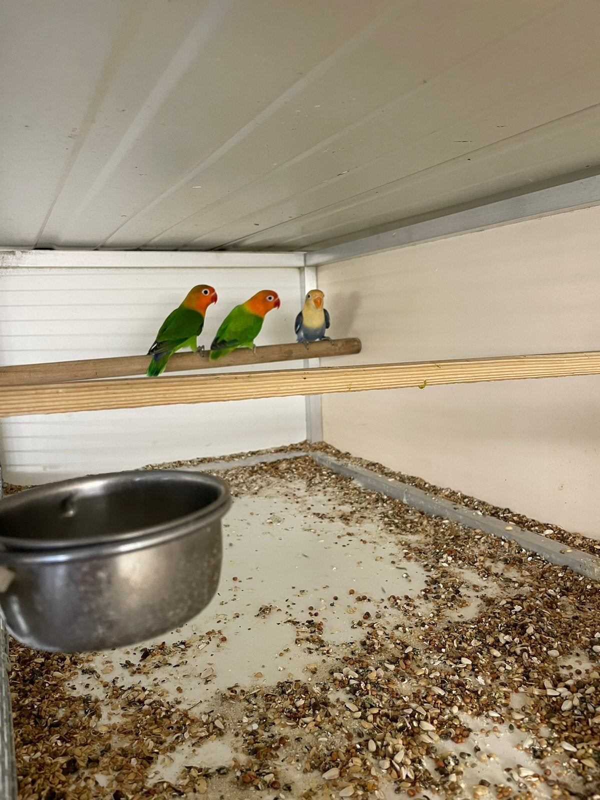 10 jongen opaline fischeri, Meerdere dieren, Dwergpapegaai of Agapornis