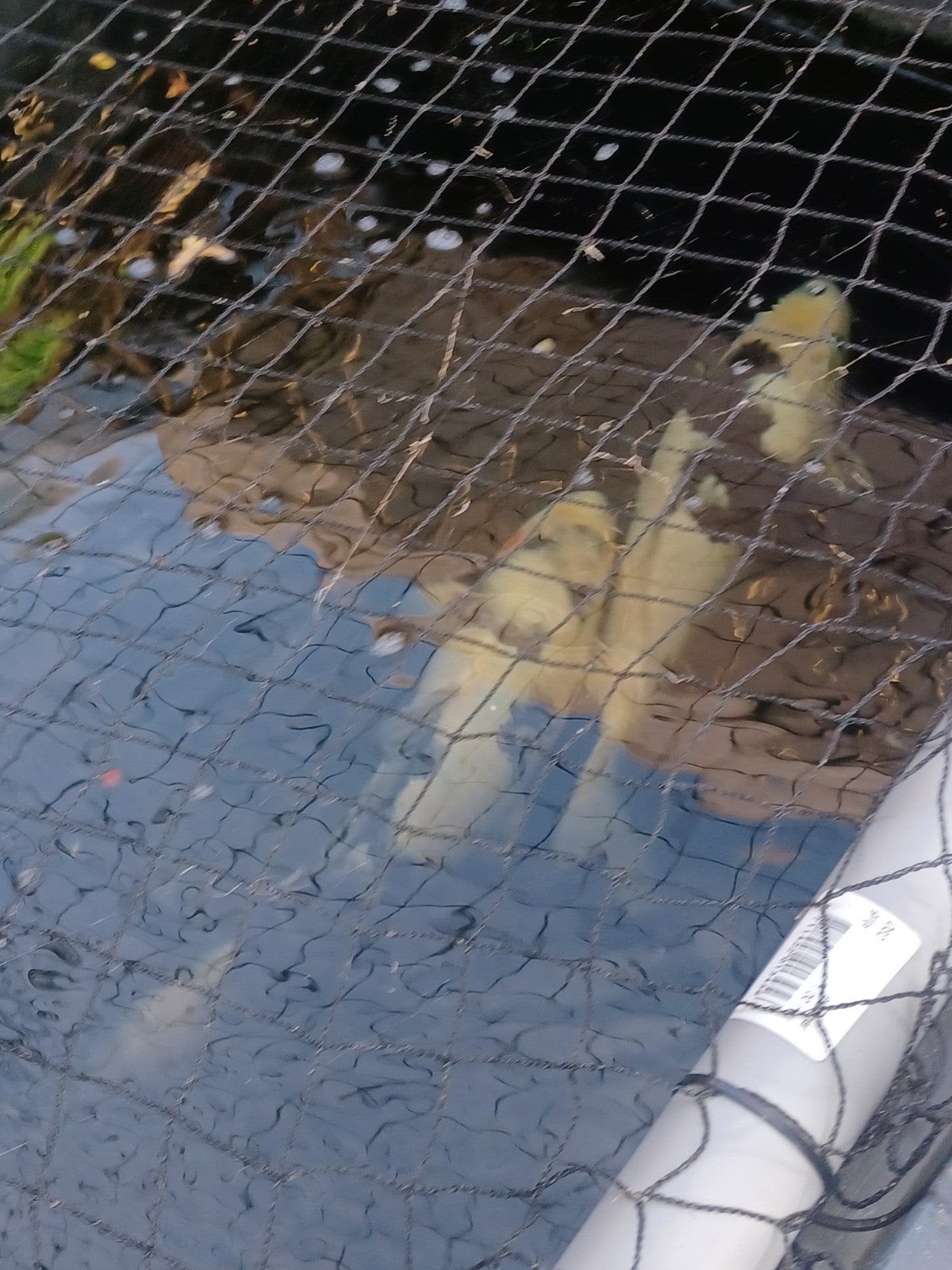 2 mooie koikarpers, Dieren en Toebehoren, Karper of Koi