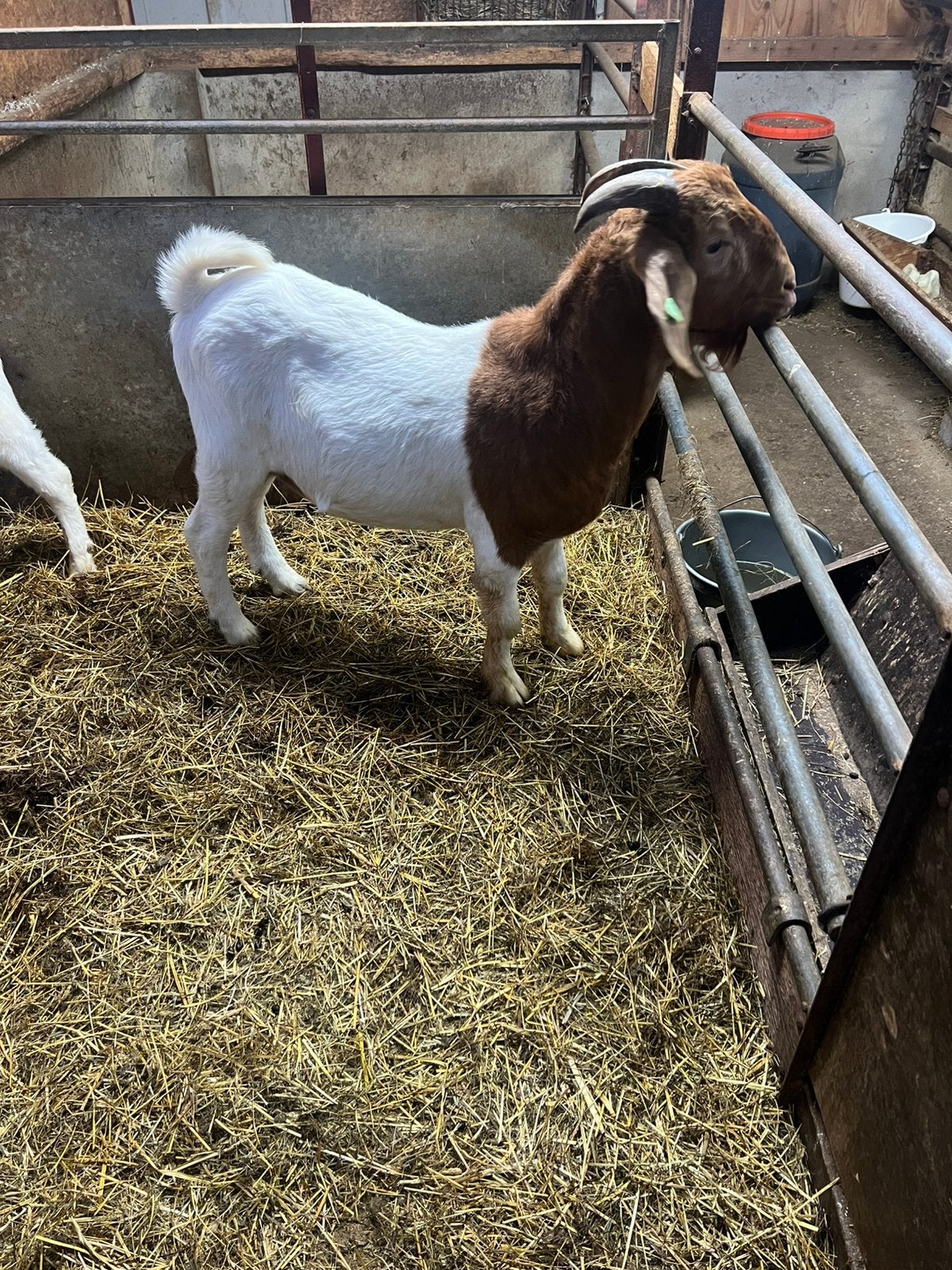 Boerbok dekbok, Mannelijk, Geit, 0 tot 2 jaar