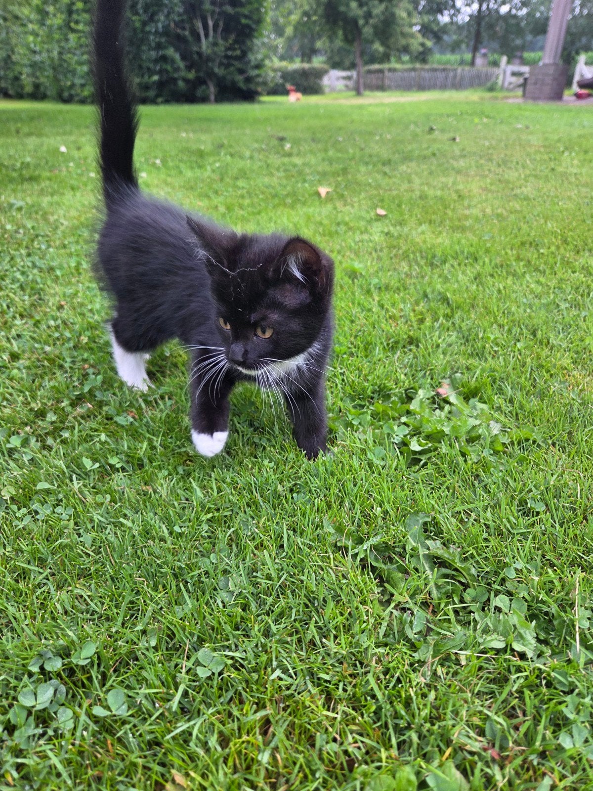 4 kittens (vrouwtjes), Dieren en Toebehoren, Katten en Kittens | Overige Katten, Poes