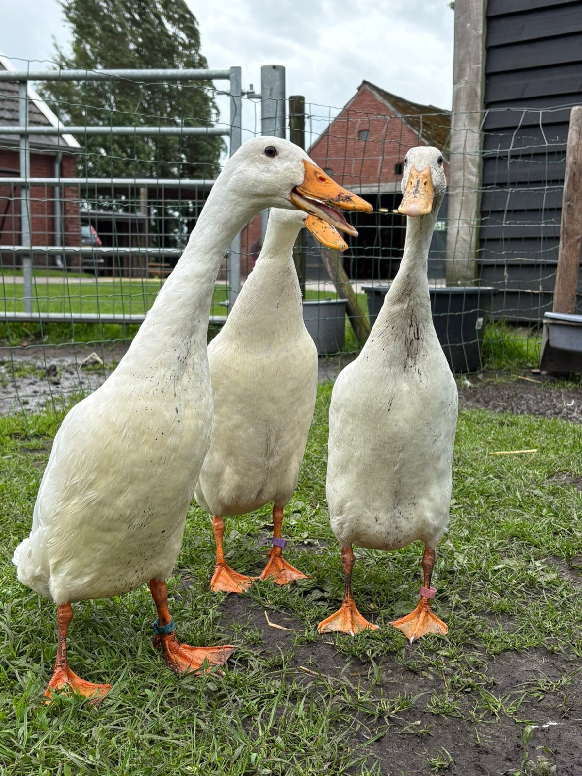 Loopeend woerd teruil, Mannelijk, Eend