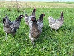Australorp kippen., Dieren en Toebehoren, Vrouwelijk, Kip