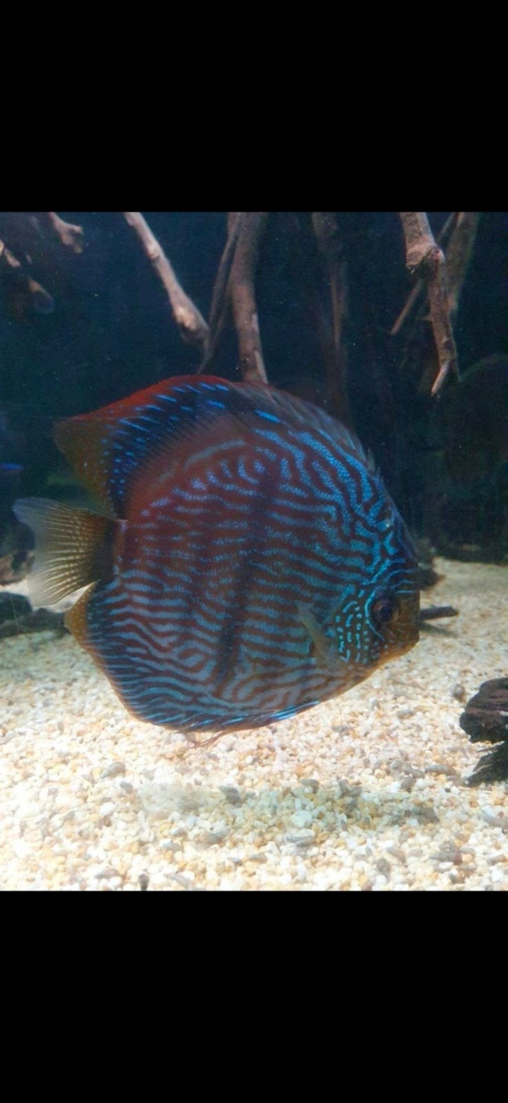 wildvang discus