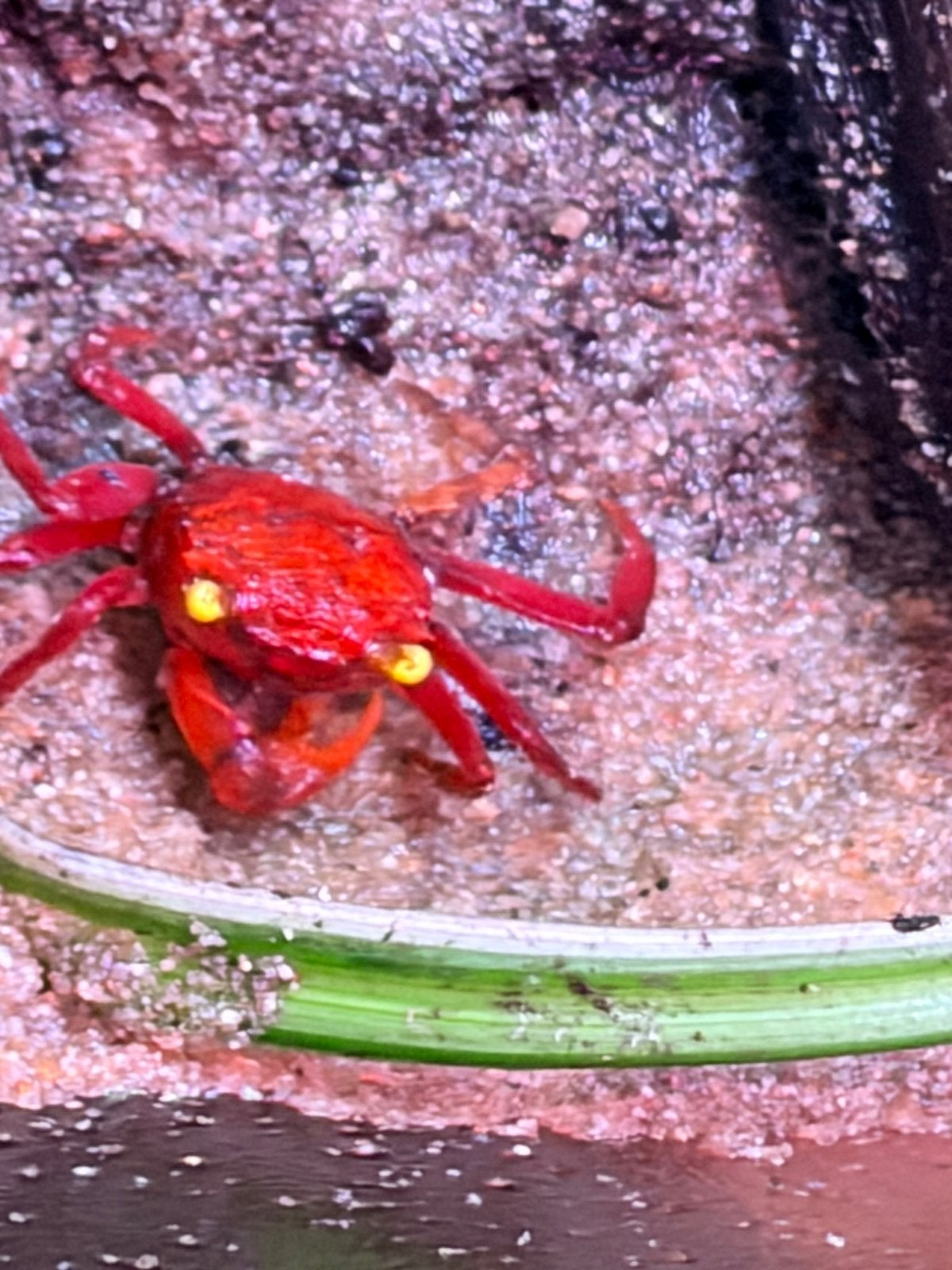 Tomato krab verzenden mogelijk, Kreeft, Krab of Garnaal, Zoetwatervis