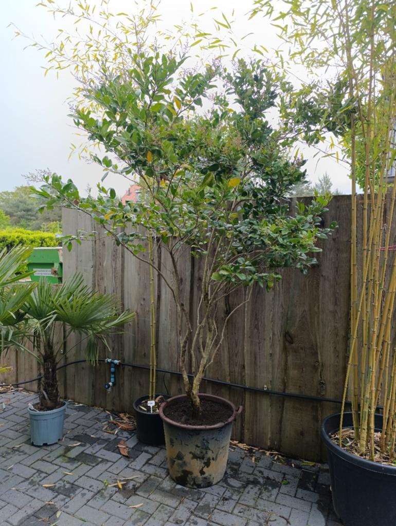 Japanse Liguster - Groenblijvende Heester/Boom, Overige soorten, 100 tot 250 cm, Zomer, Ophalen