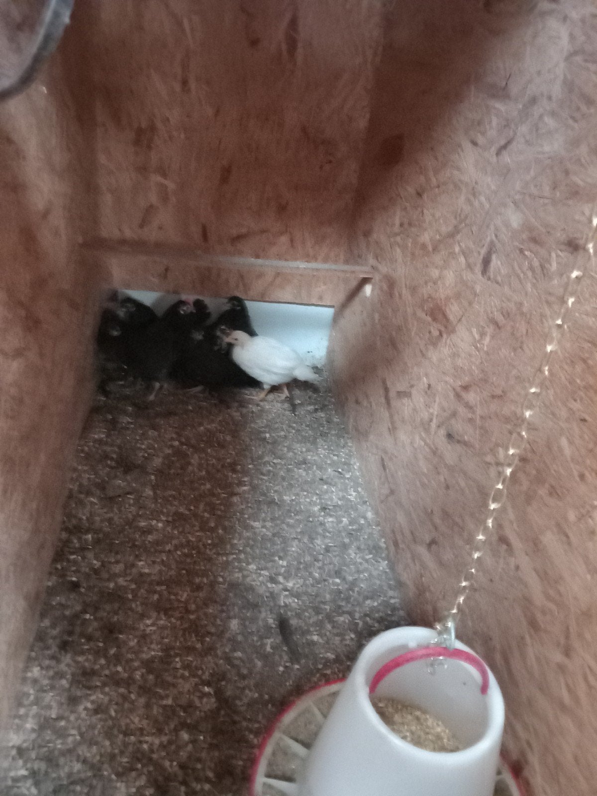 5 fryske hintjes, Vrouwelijk